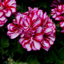 6 LRG Geranium Lollipop