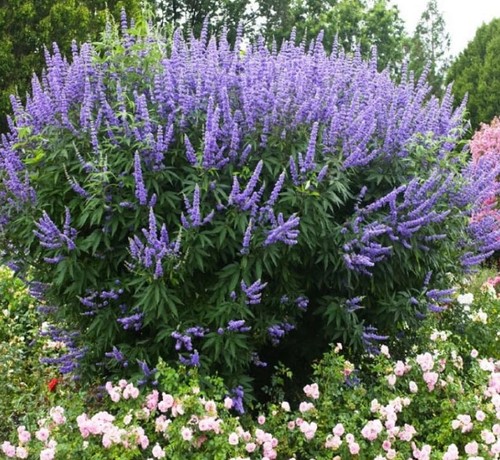 Vitex chaste tree - chaste, live