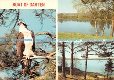 D127722 Boat of Garten Ospreys in Scotland are Closely Guarded Jarrold Multi Vie