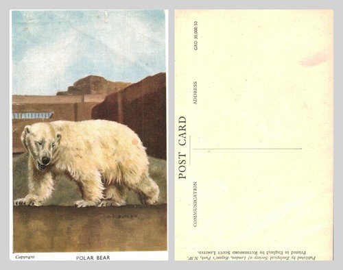Vintage postcard london zoo - postcard,
