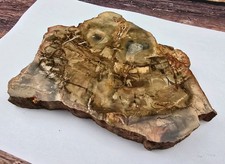 Large Petrified Wood Fossil -