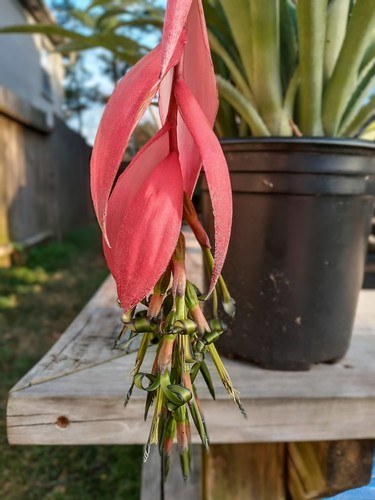 Billbergia nutans aka queens - aka,