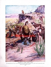 Baboons In Rocky Home (Mandrill On Reverse), Book Illustration (Print), 1910