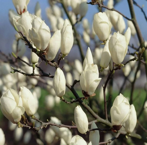 Magnolia soulangeana alba - magnolia, 'alba'