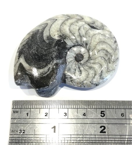 Genuine fossil goniatite - genuine,