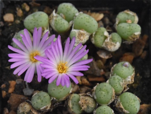 Conophytum fraternum orbicum - conophytum, 'orbicum'