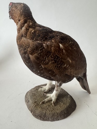 Red grouse from september - grouse,,