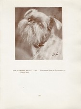 BRUSSELS GRIFFON OLD VINTAGE