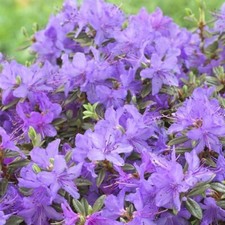 RHODODENDRON ST MERRYN (lilac) 9cm pot