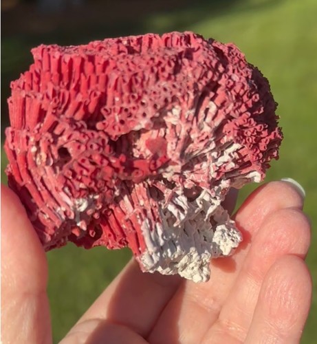 Red organ pipe - coral, (tubipora