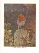 The Robin Redbreast - 1948