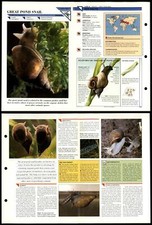 Great pond snail primitive - great,