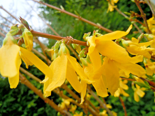 Forsythia intermedia lynwood - forsythia,