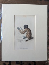 1835 Jardine Antique Monkey