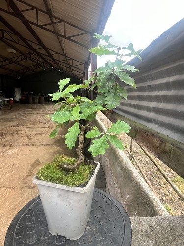 Oak bonsai starter tree - ,