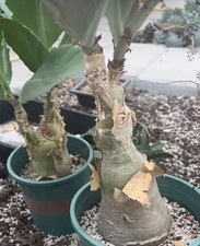 Tall 20cm+ Dia 9.5cm Cyphostemma seitzianum  WYSIWYG  Boutique Own Root  Caudex