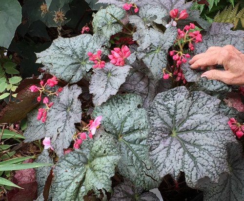 Begonia neon moon houseplant - neon, moon|