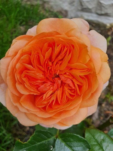 Rose duchess cornwall - rose, of
