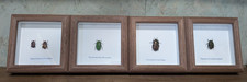 Taxidermy Beetle Frames -