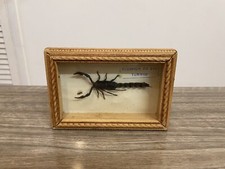 Vintage Real Fattail Scorpion Taxidermy Insect In Wooden Display Wit Glass Front