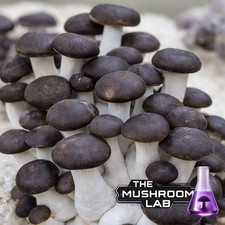 Black Pearl King Oyster Liquid
