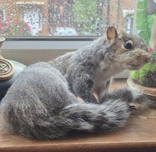 Large Taxidermy Squirrel