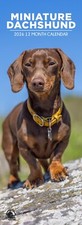 Miniature Dachshund Dog 2026
