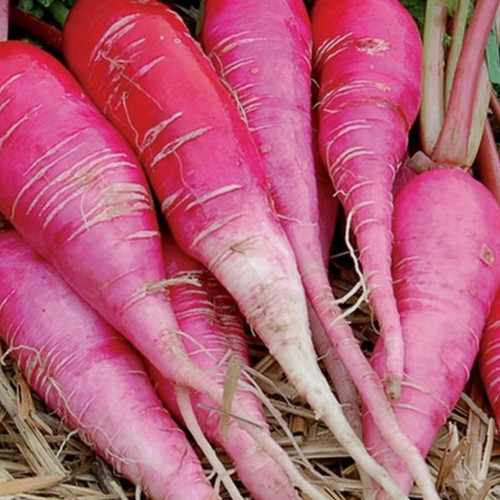 Winter radish seeds china - winter,