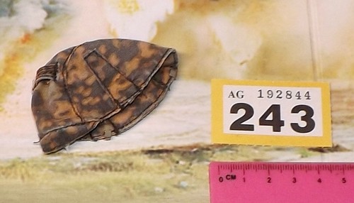 Scale wwii german camo - german,