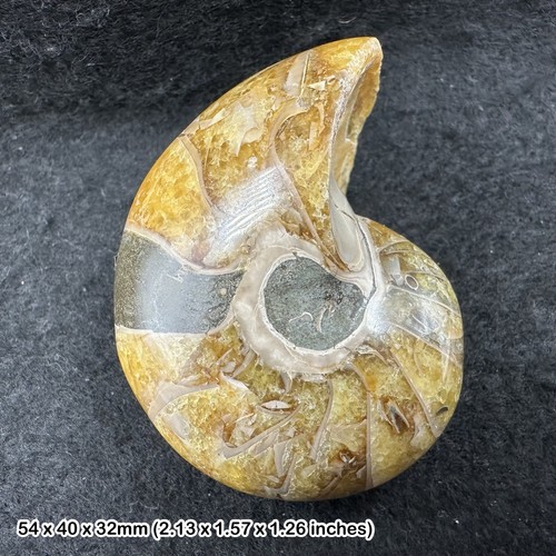 Nautilus fossil cretaceous - fossil,