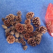 Bag of Fir Cones/Pine Cones