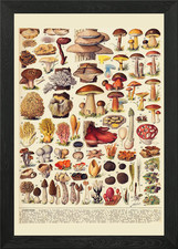 mushroom types vintage Framed