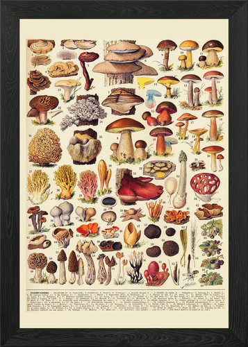 Mushroom types vintage framed - types,