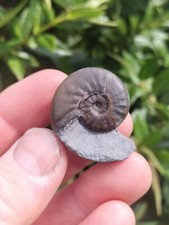 Agassiceras personatum - agassiceras,