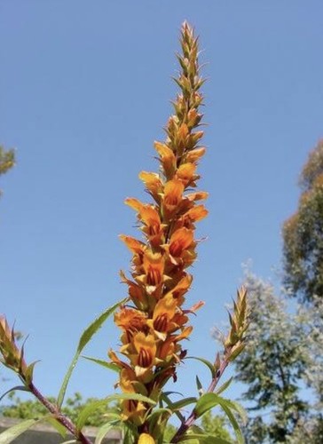 Isoplexis isabelliana canary - isoplexis,