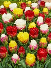 15 Tulip Ice Cream Mix Spring