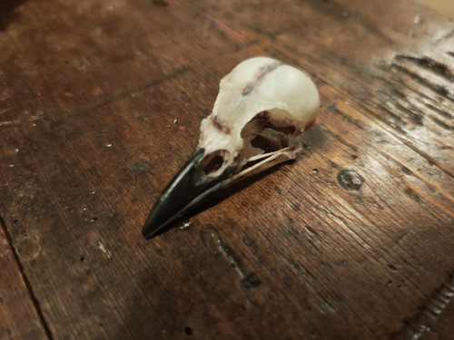 Jack daw skull taxidermy - daw,