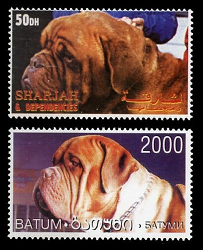 Dogue bordeaux french - dogue, de