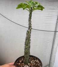 Adenia aculeata cutting Caudex