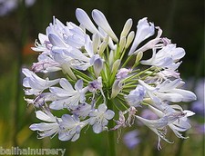 Agapanthus Phantom in 2L pot