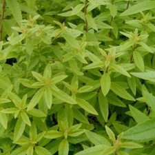 Lemon Verbena Freshman (Lippia