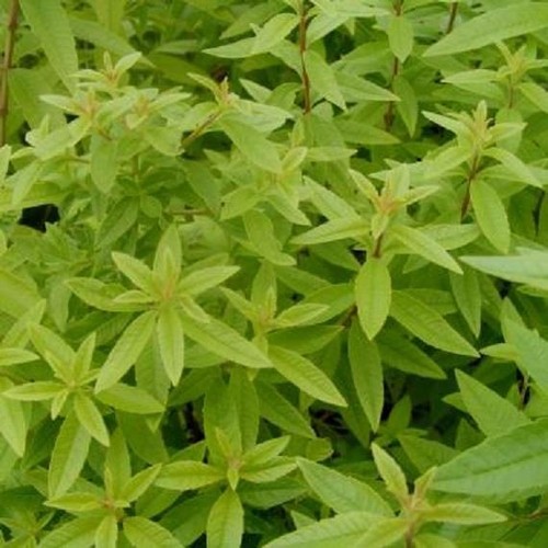Lemon verbena freshman - verbena,