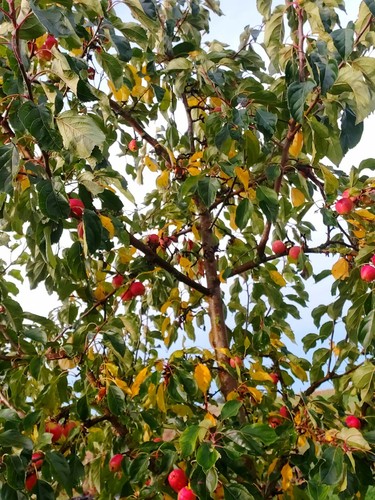 Crab apple tree - 5,