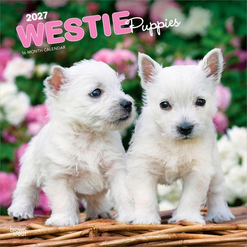 Westie puppies 2026 - westie, wall
