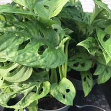 Monkey Mask Plant (Monstera
