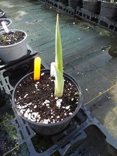 Hosta empress Wu