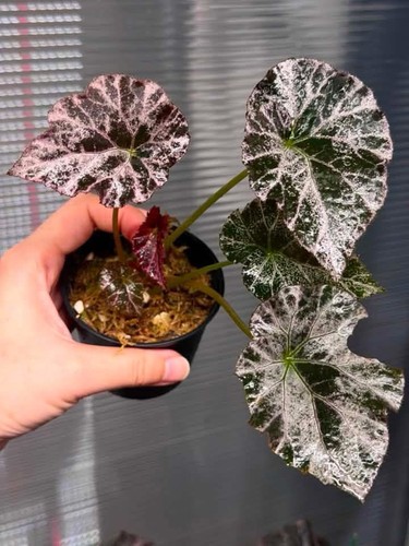 Begonia hybrid rooted plant - rooted,