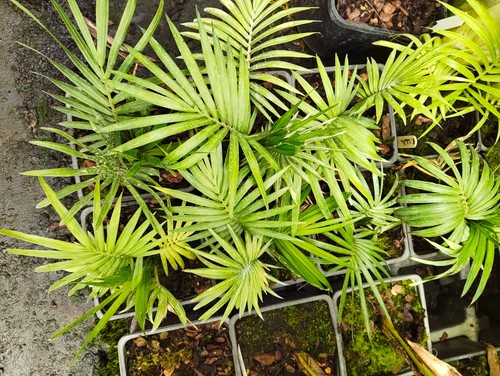 Ravenea lakatra cm pot - ravenea,