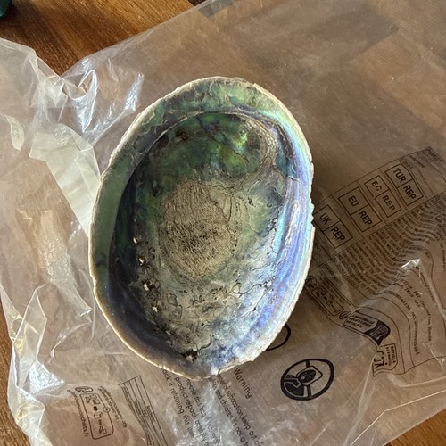 Natural abalone shell - natural,