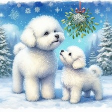 Single Luxury Bichon Frise